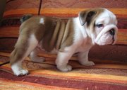 adorable english bulldog puppies for adoption to any good and carring home
