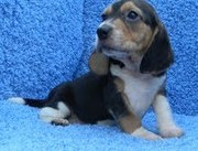 HEALTHY BEAGAL PUPPIES FOR FREE ADOPTION