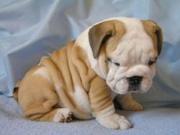 Sweet English Bulldog puppies for Adoption.